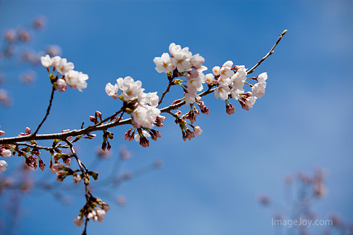 櫻花與藍天