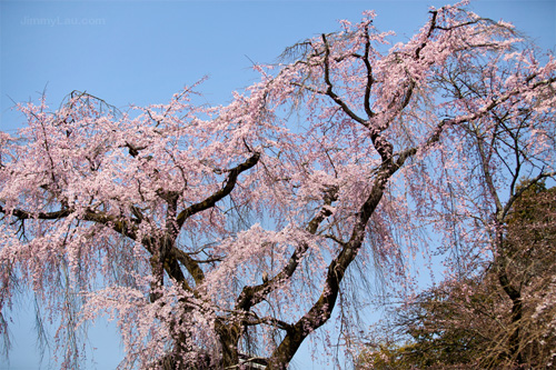 醍醐寺枝垂櫻